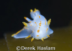 Polycera quadrilneata. Scotland. D200, 60mm. by Derek Haslam 